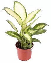Диффенбахия Белая Амазонка - Dieffenbachia White Amazon D18 H60