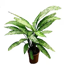 Диффенбахия Везувий- Dieffenbachia Vesuvius D15 H40