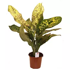 Диффенбахия Краун - Dieffenbachia Crown D21 H60