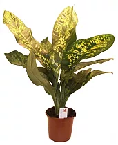 Диффенбахия Краун - Dieffenbachia Crown D21 H60
