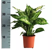 Диффенбахия Компакта - Dieffenbachia compacta D14 H40
