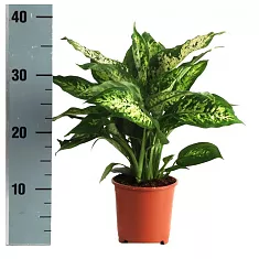 Диффенбахия Компакта - Dieffenbachia compacta D14 H40