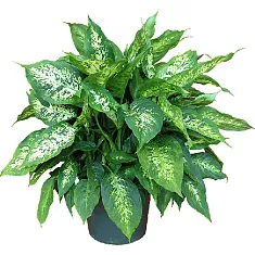 Диффенбахия Рефлектор - Dieffenbachia Reflector D24 H80