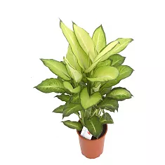 Диффенбахия Саммер Стайл - Dieffenbachia Summer Style D24 H85