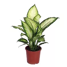 Диффенбахия Камилла - Dieffenbachia Camilla D18 H50