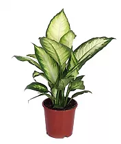 Диффенбахия Камилла - Dieffenbachia Camilla D18 H50