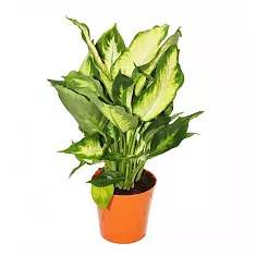 Диффенбахия Вайт Флейм, Белое пламя - Dieffenbachia White Flame D19 H55