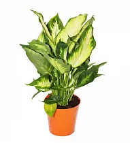 Диффенбахия Вайт Флейм, Белое пламя - Dieffenbachia White Flame D19 H55