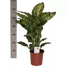 Диффенбахия Сублим - Dieffenbachia Sublime D21 H60