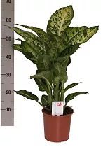 Диффенбахия Сублим - Dieffenbachia Sublime D21 H60