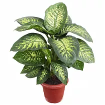 Диффенбахия Лемон Тропик - Dieffenbachia Lemon Tropic D24 H90