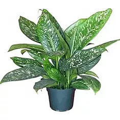 Диффенбахия Саблайм - Dieffenbachia Sublime D20 H60