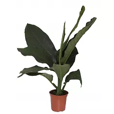 Диффенбахия Биг Бэн -Dieffenbachia Big Ben D24 H90