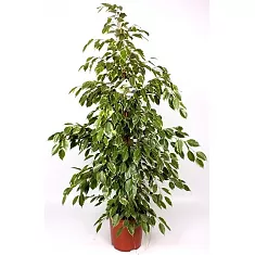 Бенджамина Голден Кинг - Ficus benjamina D25 H110