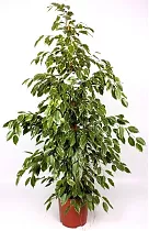 Бенджамина Голден Кинг - Ficus benjamina D25 H110