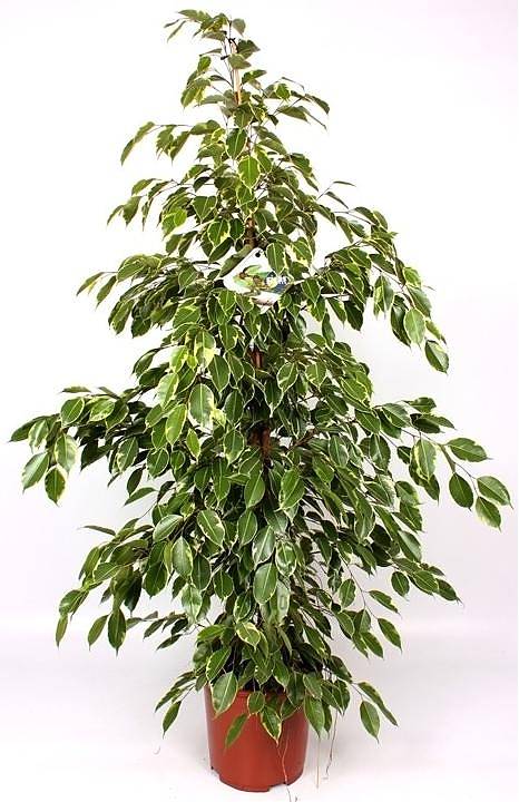 Бенджамина Голден Кинг - Ficus benjamina D25 H110