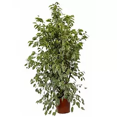 Бенджамина Голден Кинг - Ficus benjamina D40 H180