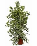Бенджамина Голден Кинг - Ficus benjamina D40 H180