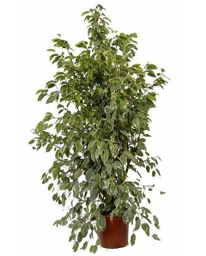 Бенджамина Голден Кинг - Ficus benjamina D40 H180