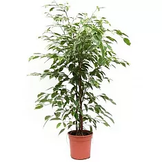Бенджамина Голден Кинг - Ficus benjamina D28 H130