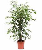 Бенджамина Голден Кинг - Ficus benjamina D28 H130