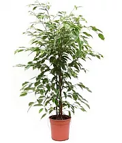 Бенджамина Голден Кинг - Ficus benjamina D28 H130