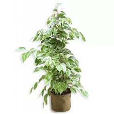 Бенджамина Голден Кинг - Ficus benjamina D17 H80