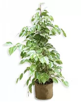 Бенджамина Голден Кинг - Ficus benjamina D17 H80