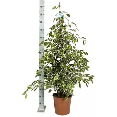 Бенджамина Голден Кинг -  Ficus benjamina D30 H150