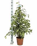 Бенджамина Голден Кинг -  Ficus benjamina D30 H150