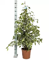 Бенджамина Голден Кинг -  Ficus benjamina D30 H150