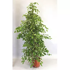 Бенджамина Голден Кинг - Ficus benjamina D40 H190