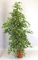 Бенджамина Голден Кинг - Ficus benjamina D40 H190