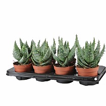 Алоэ колючее - Aloe aculeata D12 H20