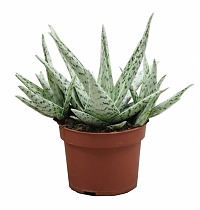 Алоэ раухи Сноуфлейк — Aloe rauhii Snowflake D14 H30