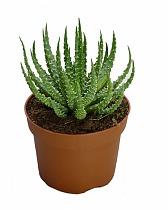 Алоэ приземистое (алоэ хумилис) - Aloe humilis D12 H20