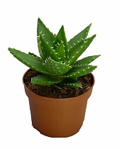 Алоэ митриформис - Aloe mitriformis D12 H15