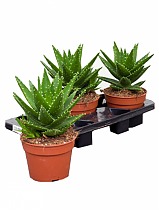 Алоэ митриформис - Aloe mitriformis D14 H25