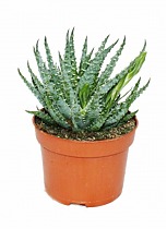 Алоэ приземистое (алоэ хумилис) - Aloe humilis D14 H25