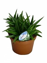 Алоэ - Aloe Black Gem D14 H25