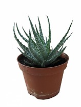 Алоэ приземистое (алоэ хумилис) - Aloe humilis D14 H15