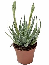 Алоэ приземистое (алоэ хумилис) - Aloe humilis D12 H25