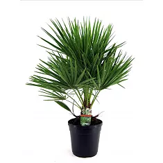 Пальма Хамеропс Хумилис - Chamaerops Humilis D18 H60
