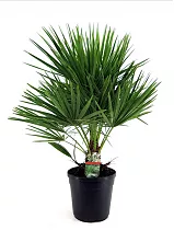 Пальма Хамеропс Хумилис - Chamaerops Humilis D18 H60