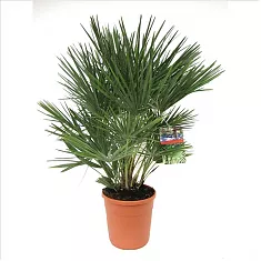 Пальма Хамеропс Хумилис - Chamaerops Humilis D30 H110