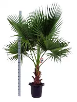 Пальма Хамеропс гумилис - Chamaerops humilis D45 H200