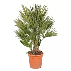 Пальма Хамеропс Хумилис - Chamaerops Humilis D35 H150