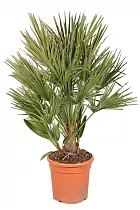 Пальма Хамеропс Хумилис - Chamaerops Humilis D35 H150