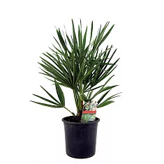 Пальма Хамеропс Хумилис - Chamaerops Humilis D15 H50