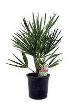 Пальма Хамеропс Хумилис - Chamaerops Humilis D15 H50